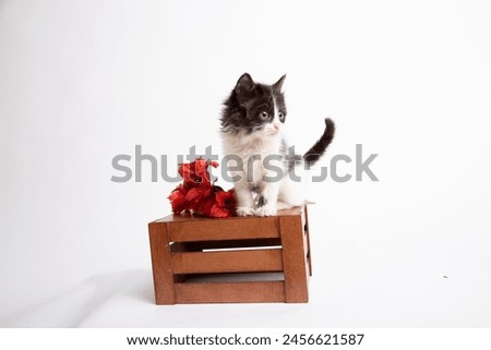 Little baby cat in a basket studio photoshoot