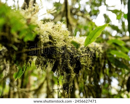 Branch heavily laden with light green lichen in cloud forest. Royalty-Free Stock Photo #2456627471
