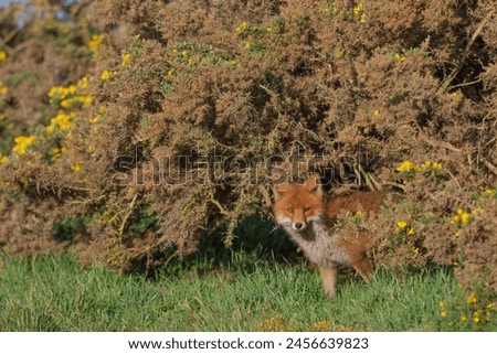 Red Fox or Vulpes vulpes close-up, Image shows the lone fox on the edge of a park on the outskirts of London