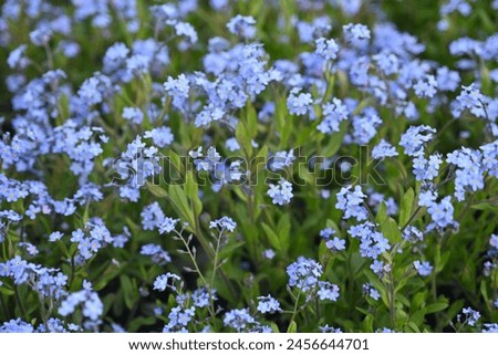 blue forget-me-not flowers, sky color flowers on a green background, evening summer evening, close-up flowers on a blurred background, natural development, photo for inspiration
