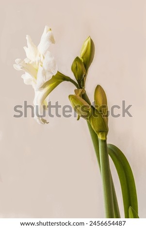 Two peduncles with buds and blooming flowers of white double hippeastrum (amaryllis) "Marquis" on a gray background Royalty-Free Stock Photo #2456654487