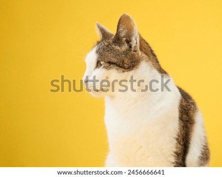 A poised tabby cat confidently gazes forward, set against a vivid yellow backdrop. The cat's striking green eyes captivate in the monochromatic setting Royalty-Free Stock Photo #2456666641