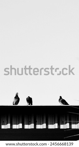 Black and white photograph of a metal roof with 3 pigeons in a simple neighborhood located in Rio de Janeiro.