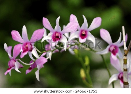 Blooming pink orchid flowers with blurry green background 