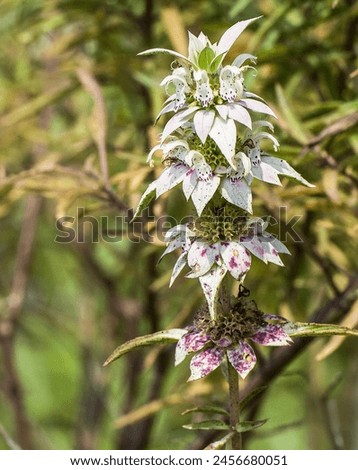 Monarda punctata, dotted horsemint. Closeup of flowers, bracts and foliage. Native to Eastern United States. Royalty-Free Stock Photo #2456680051