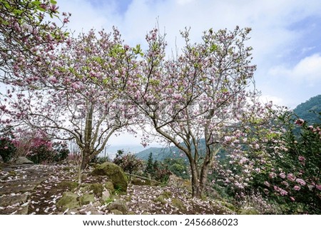 Beautiful magnolia tree blossoms in the garden.  