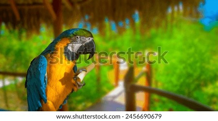 colorful beautiful summer background with parrot
