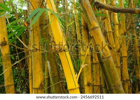 yellow bamboo tree as an ornamental tree in the garden.