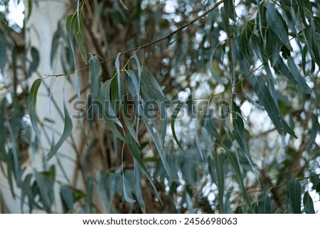 Slender eucalyptus leaves dangle gracefully, their silvery-green hues blending into a soft focus background