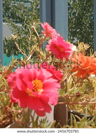 colourfull  flower in the garden enhance nature