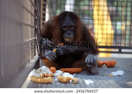 Orangutans or mawas are great apes originating from the rainforests of Indonesia and Malaysia

 Royalty-Free Stock Photo #2456706927