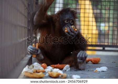Orangutans or mawas are great apes originating from the rainforests of Indonesia and Malaysia

 Royalty-Free Stock Photo #2456706929