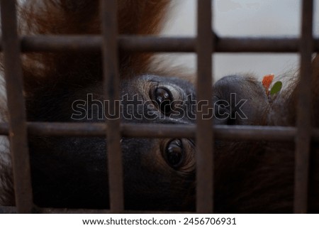 Orangutans or mawas are great apes originating from the rainforests of Indonesia and Malaysia

 Royalty-Free Stock Photo #2456706931