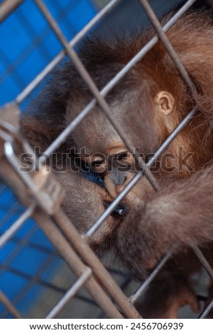 Orangutans or mawas are great apes originating from the rainforests of Indonesia and Malaysia

 Royalty-Free Stock Photo #2456706939