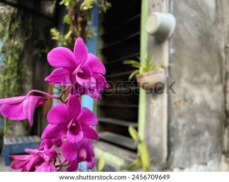 Purple dendrobium orchid in the front yard of the house