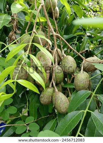 kedondong fruit tree, which is bearing heavy fruit. A typical tropical fruit that has a sour and sweet taste