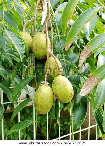 kedondong fruit tree, which is bearing heavy fruit. A typical tropical fruit that has a sour and sweet taste