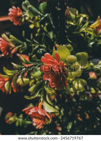 Artificial Flower with Dark filter Royalty-Free Stock Photo #2456719767