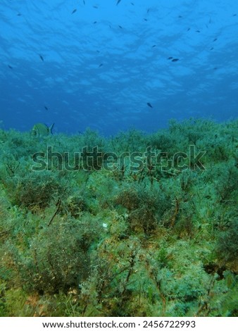Underwater landscape, ble ocean with fish and algae on the bottom. Seascape in the shallow sea, underwater photography from scuba diving. Marine life and blue sea, travel picture.