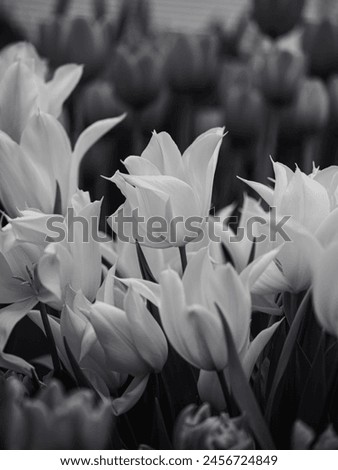 Black and white photograph of flowers in a field. The sharp petals of yellow tulips stand out against the general background of flowers