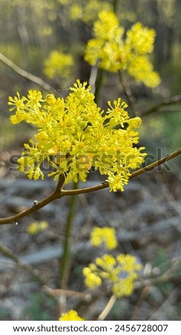 Sassafras tree blooms in the spring observed in Southern New Jersey, USA