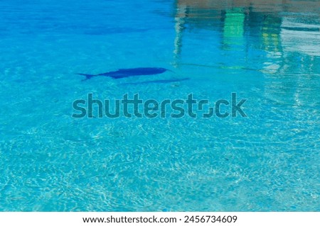 Fish shadows reflected in the beautiful sea Royalty-Free Stock Photo #2456734609