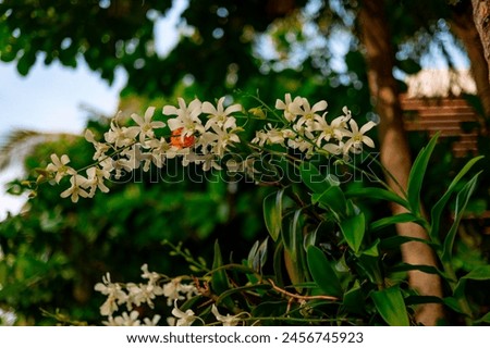 wild orchids grow on a palm tree in natural conditions in nature