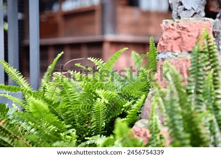 Sunlight kisses ferns by a weathered red brick wall, against traditional Japanese houses. This scene captures nature's harmony with history, revealing deep culture and enduring life.