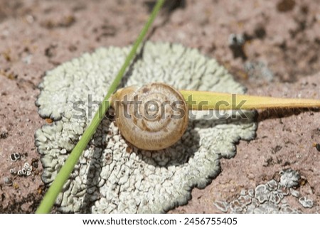 Snail is the common name for shelled land animals in the Orthogastropoda class of the Mollusca phylum. Snails are animals that can be seen in fresh waters, seas and all around the environment. They ar