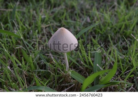 White mushrooms growing  on natural grass naturally. focus some point in picture.