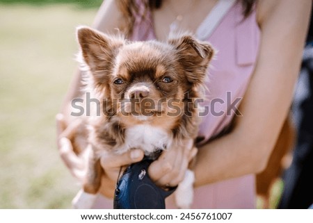Valmiera, Latvia - August 19, 2023 - A close-up of a small Chihuahua being held at a sunny outdoor event, looking towards the camera with a slight breeze in its fur. Royalty-Free Stock Photo #2456761007