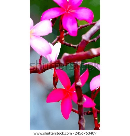 Plumeria. pagoda tree, frangipani tree leaves, purplish red Royalty-Free Stock Photo #2456763409