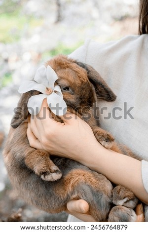 a girl with a rabbit. holding a cute fluffy rabbit. Friendship with the Easter Bunny. Spring photo. Close-up, magnolia	
