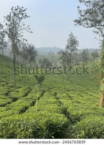 Tea garden pic of Wayanad, Kerala