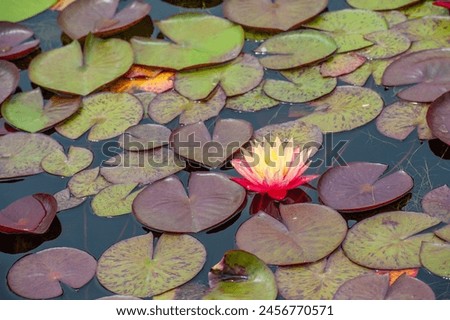 Lotus. Nelumbo. Nymphaeaceae. Water lily. Experience the magic of water lilies! These stunning flowers radiate peace, bringing harmony to any scene. Nature Bliss