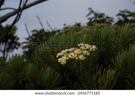 Photo of Edelweiss Flower Mount Ciremai