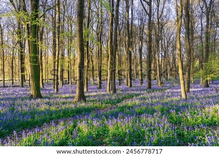 Woodland forest with Bluebell carpet. Spring season in England Royalty-Free Stock Photo #2456778717