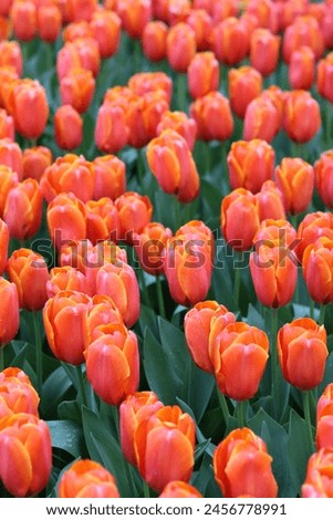 Close up of orange tulips tinged with golden yellow Royalty-Free Stock Photo #2456778991