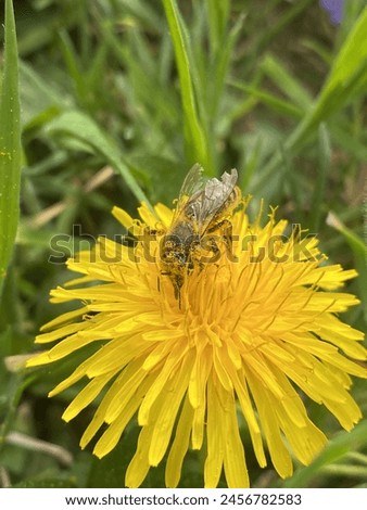 Dandelion and a little honey bee. 