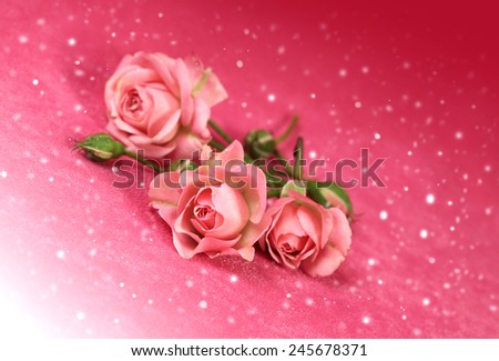 Beautiful flower Rose,  for a Valentines day 