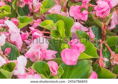 It is photo of pink Begonia flower (Begonia semperflorens). It is close up view of blooming pink flower in the garden. Its view of begonia flower bed in sunny park. This is flower background.