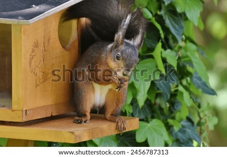 The squirrel sits on a tree house and eats.