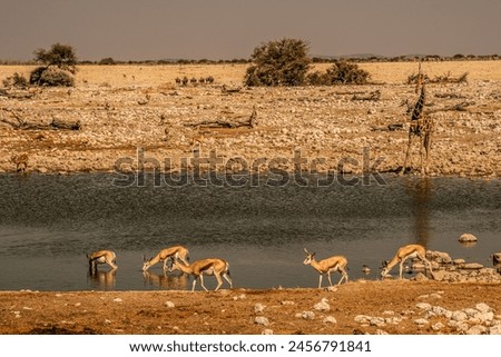 watered with a herd of antelopes and wildebeests africa namibia