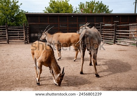 Wild animal and wildlife. Animal in zoo. Eland antelope in zoo park. Wildlife and fauna. Eland antelope. National park. Royalty-Free Stock Photo #2456801239