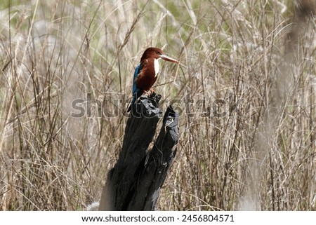 Kingfisher in Bandhavgarh National Park. Madhya Pradesh, India Royalty-Free Stock Photo #2456804571