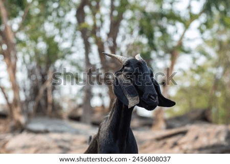 cute black goat picture Looking straight into the camera Nature blurred background