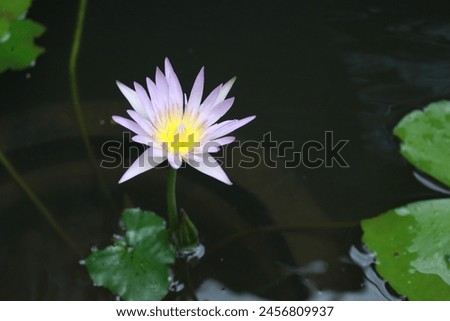 Closeup photo lotus flower blooming at pond