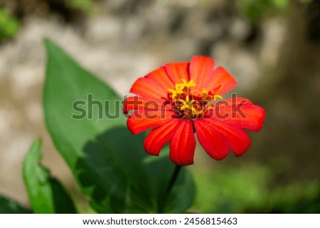 Zinnia elegans (syn. Zinnia violacea) known as youth-and-age, common zinnia or elegant zinnia, is an annual flowering plant in the family Asteraceae