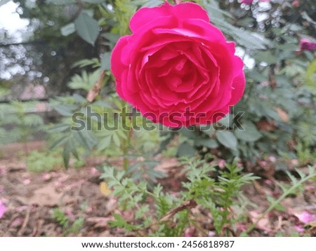 Rose (Desi Gulab) Flower Picture 