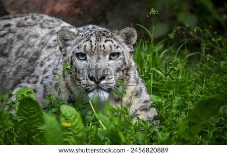 A close up portrait shot of a adult snow leopard sometimes called ounce (Panthera uncia) photographed laying on grass in a zoo looking to the camera lens.